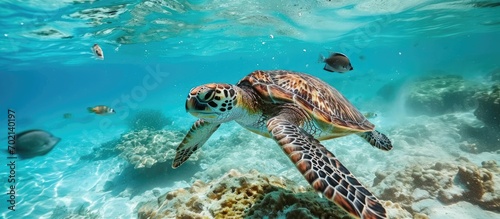 Green sea turtle Chelonia mydas swimming close to a school of fish Remora fish attached behind its head. with copy space image. Place for adding text or design © vxnaghiyev