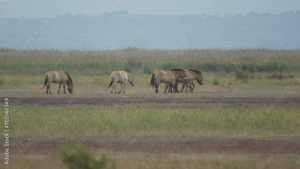 Przewalski Horses walking through plains. (Slow Motion - 4K) Przewalski Horses walking through plains. (Slow Motion - 4K)