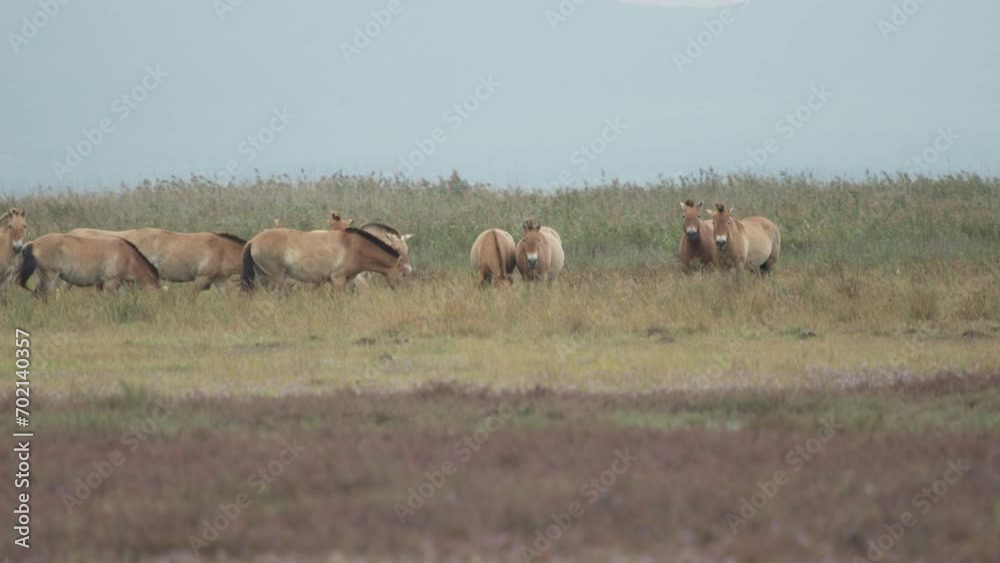 Nervous wild Przewalski horses grazing in the plains. (4K - Slow Motion) Nervous wild Przewalski horses grazing in the plains. (4K - Slow Motion)