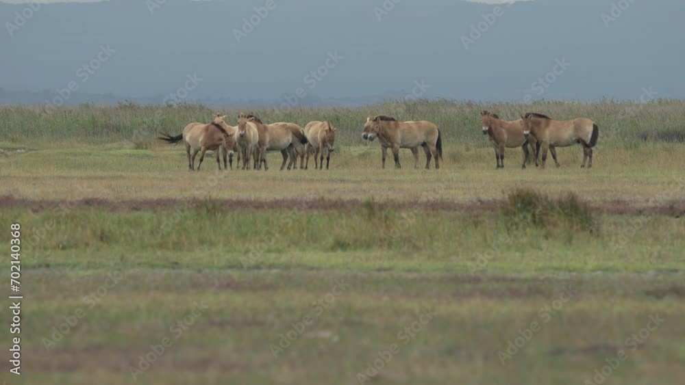 Wide shot of a group of Przewalski Horses grazing in the plains. (Slow Motion - 4K) Wide shot of a group of Przewalski Horses grazing in the plains. (Slow Motion - 4K)