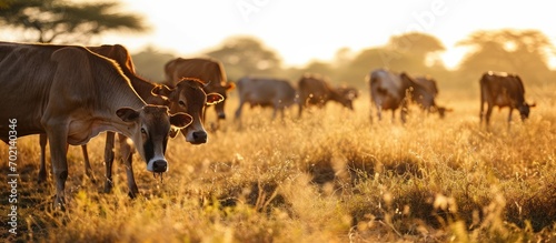 African Cattle Standing and Grazing in an Open Field. with copy space image. Place for adding text or design