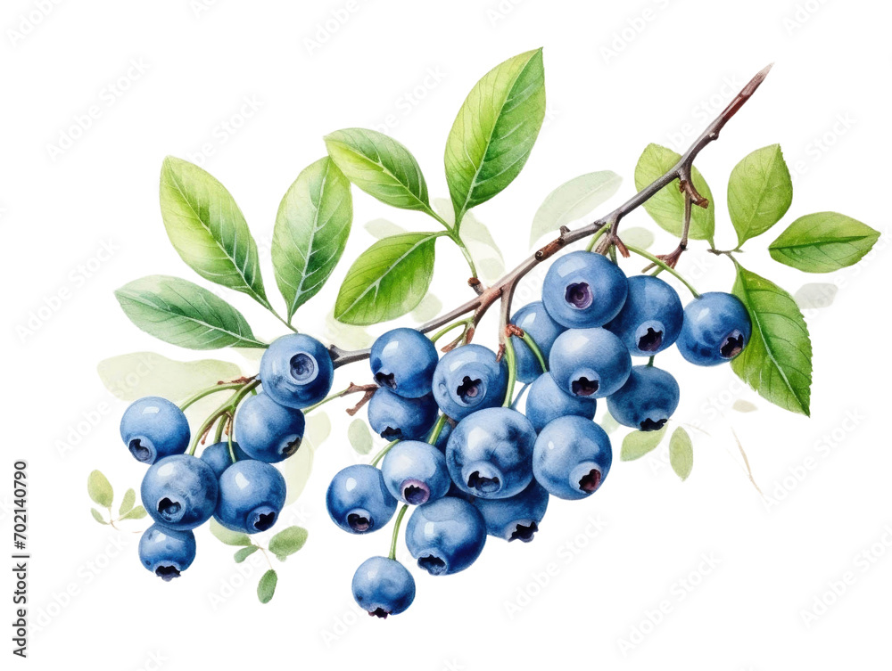 A watercolor painting of a cluster of blueberries on a branch with green leaves, detailed and vibrant against a white background