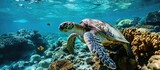 Green sea turtle eating on the reef Red Sea. with copy space image. Place for adding text or design