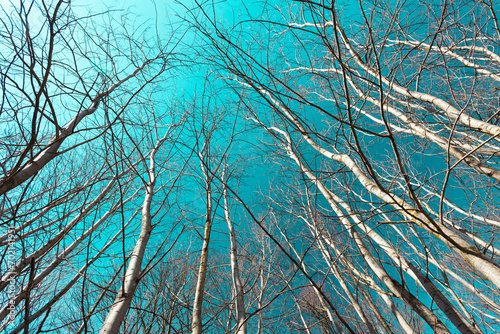 Schilderij op canvas View of the tops of trees without leaves against the sky, sunny spring day