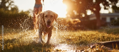 Father Daughter Son Play With Loyal Golden Retriever Dog Tries to Catch Water from Garden Water Hose Family Spending Fun Outdoors Time Together in Backyard Golden Hour Sunset. with copy space image photo