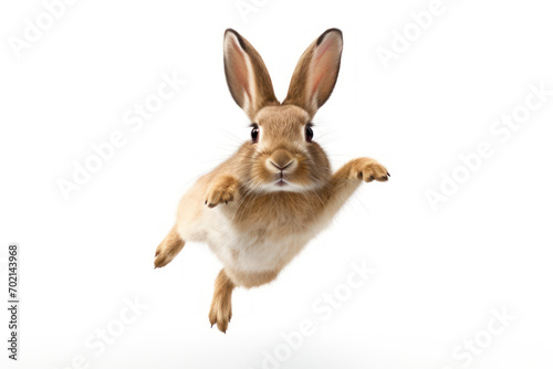 jumping rabbit isolated on white