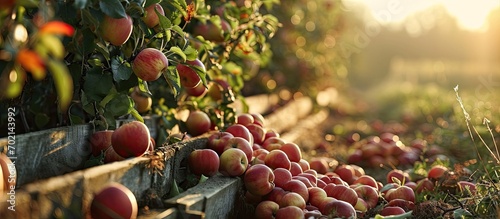Apples in a boxes after har...