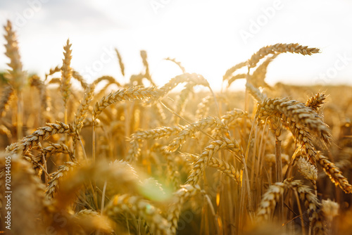 Close-up of golden ears of wheat in an agricultural field at sunset. Agriculture concept. A bountiful harvest.