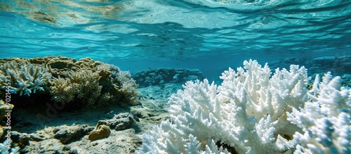A Pacific coral has bleache...
