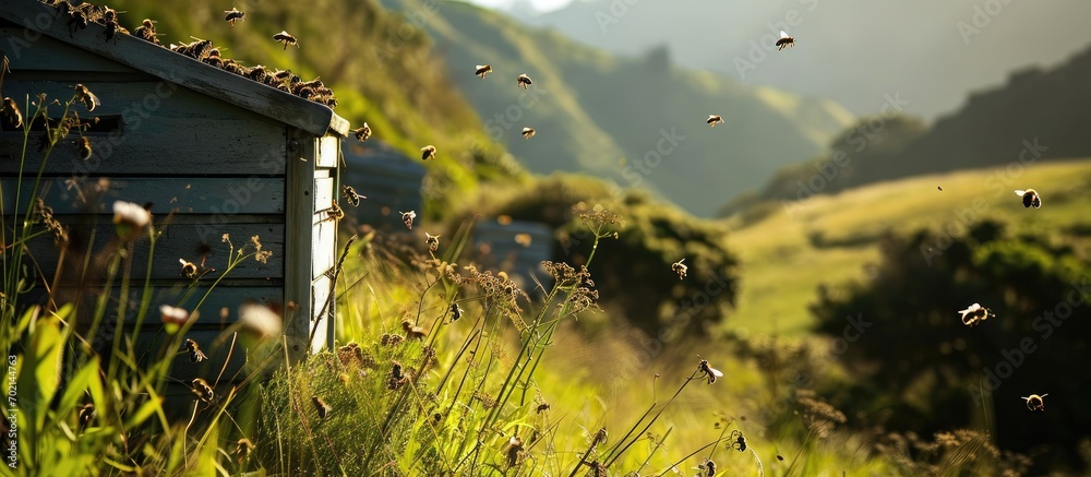 bee hives on hillside in New Zealand one third of all food consumed each day relies on pollination mainly by bees. with copy space image. Place for adding text or design