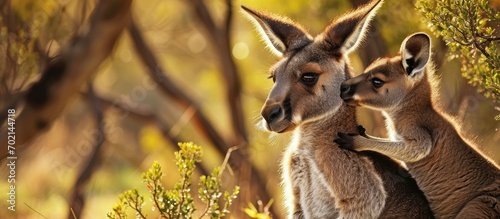 Animal love and affection Cute joey image Baby kangaroo holding on to its mothers ear for comfort and feeling safe Australian marsupial wildlife mother and child Family security photo