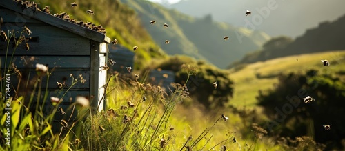 Obraz na płótnie bee hives on hillside in New Zealand one third of all food consumed each day relies on pollination mainly by bees. with copy space image. Place for adding text or design w salonie