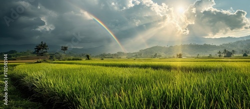 Agriculture Rice field floo...