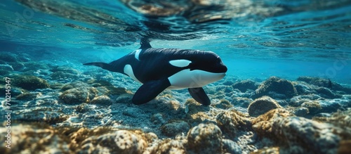 A young transient killer whale calf surfacing next to its mom. with copy space image. Place for adding text or design