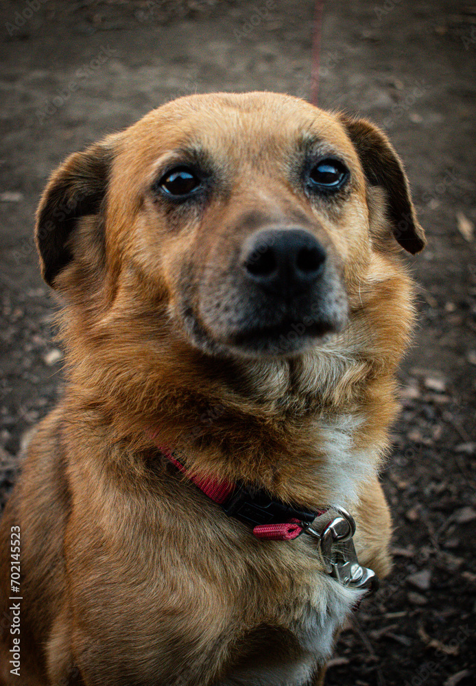 The dark brown backyard pup captivates with its adorable black eyes. Loyal and friendly, bound by love, it awaits to become the perfect image for your projects. The dark brown backyard pup captivates with its adorable black eyes. Loyal and friendly, bound by love, it awaits to become the perfect image for your projects.