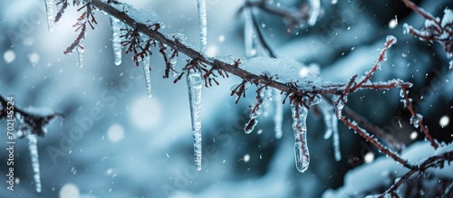 Frosted tree branches cover...