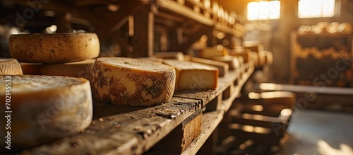 Cheese factory production shelves with aging cheese Long rows of product on planks of natural wood Craft food production. with copy space image. Place for adding text or design