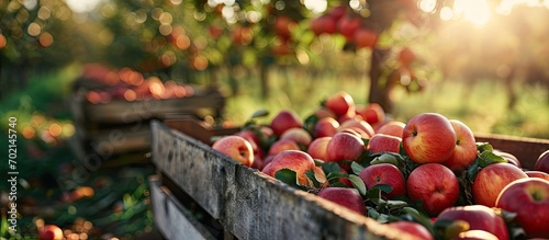 Apples in a boxes after har...