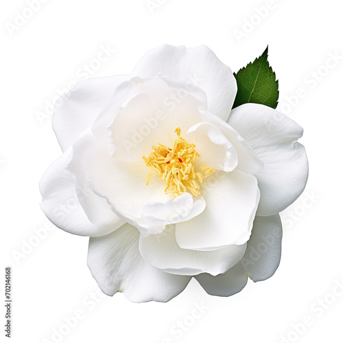 Rosa centifolia on isolate transparency background  PNG