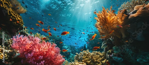 Colorful picturesque coral reef at bottom of tropical sea hard corals with Anthias fishes underwater landscape. with copy space image. Place for adding text or design photo