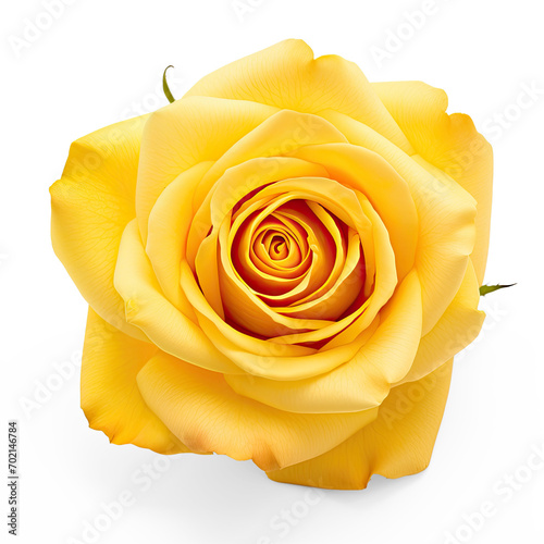 yellow rose on isolate transparency background  PNG