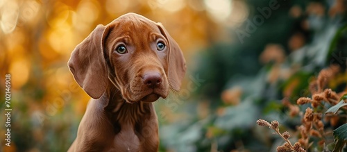 Cute Hungarian Vizsla puppy...
