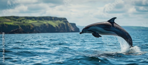 Common dolphin delphinius delphis leaping clear of the water during a whale watching tour from Tobermory on the Isle of Mull Inner Hebrides Scotland. with copy space image © vxnaghiyev