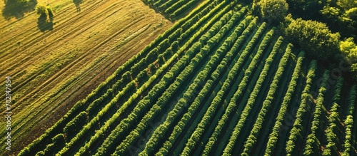 Green potato field plantati...