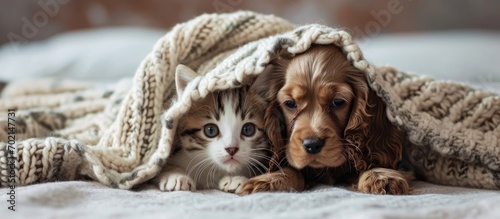 Cozy English Cocker spaniel...