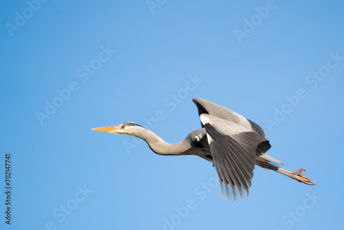 Ein Graureiher im Flug