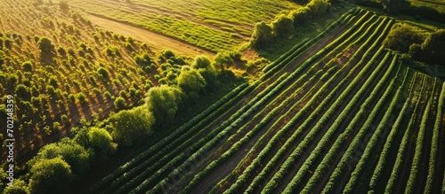 Green potato field plantati...