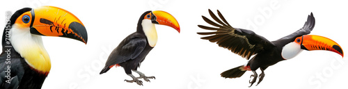 Tropical toucan bird collection (portrait, sitting, flying) isolated on white background, animal bundle photo