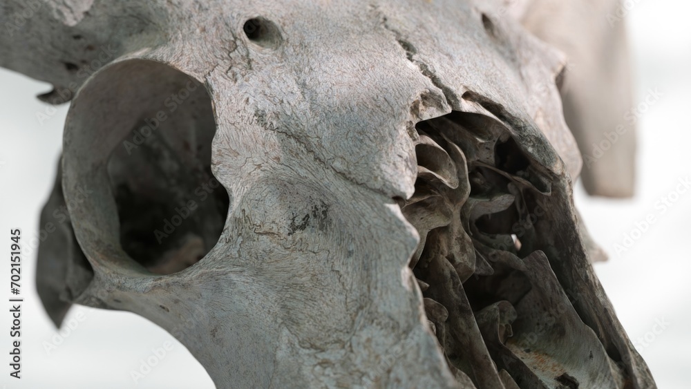 Close-up on a 3D rendered goat skull, showcasing textured detail and depth.