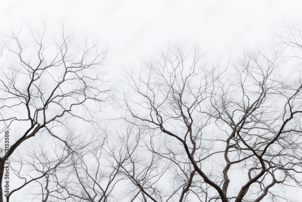 winter tree canopy foliage isolated winter tree canopy foliage isolated