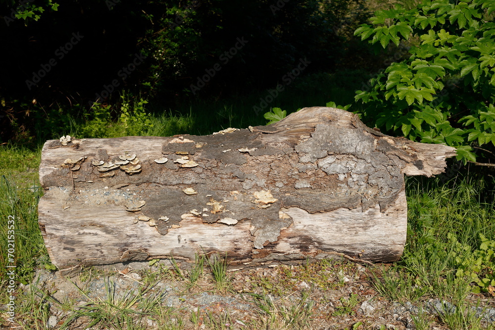 Abgesägter Baumstamm im Wald liegend, Deutschland Abgesägter Baumstamm im Wald liegend, Deutschland
