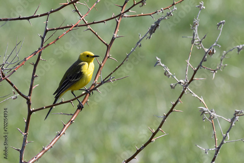 Citrine wagtail sitting on a tree branch