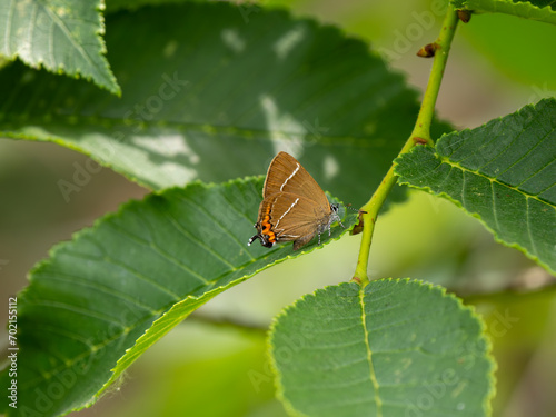 White-letter Hairstreak resting on a Leaf photo