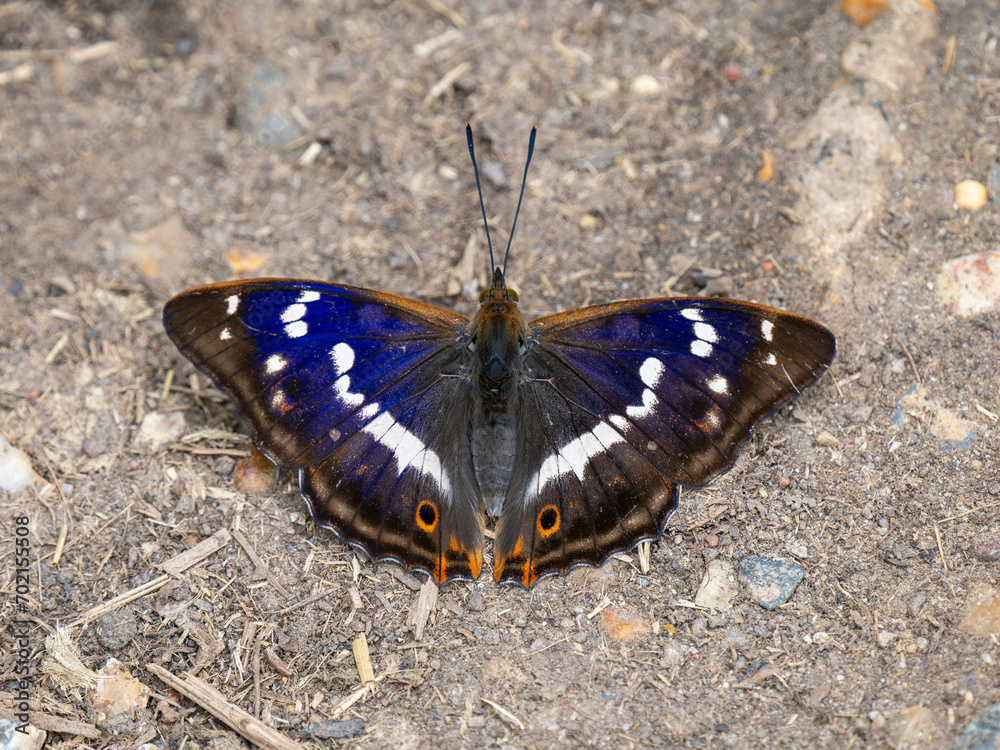 Fototapeta premium Purple Emperor Butterfly Feeding on the Ground