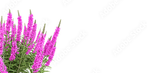 Lythrum salicaria flower isolated on white background photo
