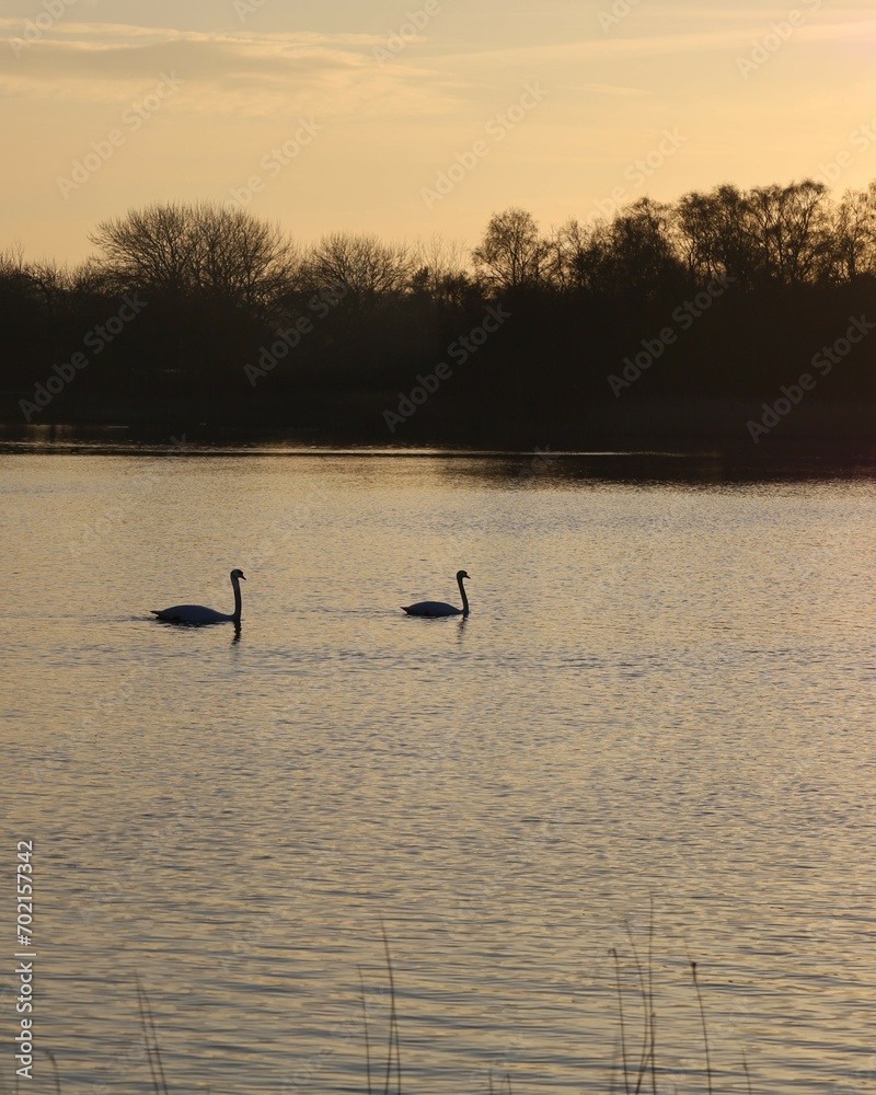 Two swans swimming in the lake Two swans swimming in the lake