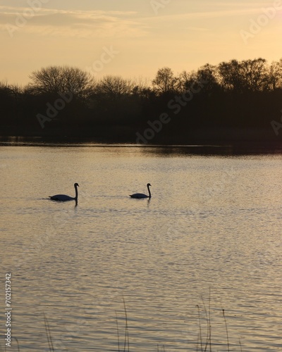 Two swans swimming in the lake © Jette Rasmussen