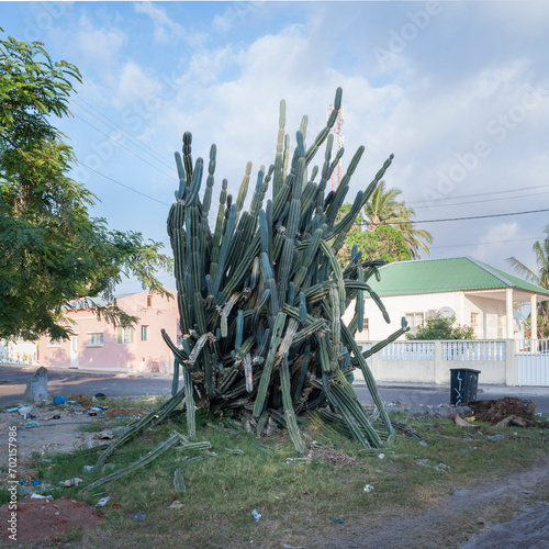 big cactus in a backstreet of Inhambane Mozambique