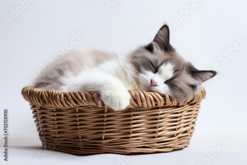 little kitten sleeping in basket