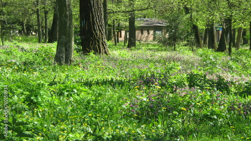 Fototapeta Naklejka Na Ścianę i Meble -  Spring in the park