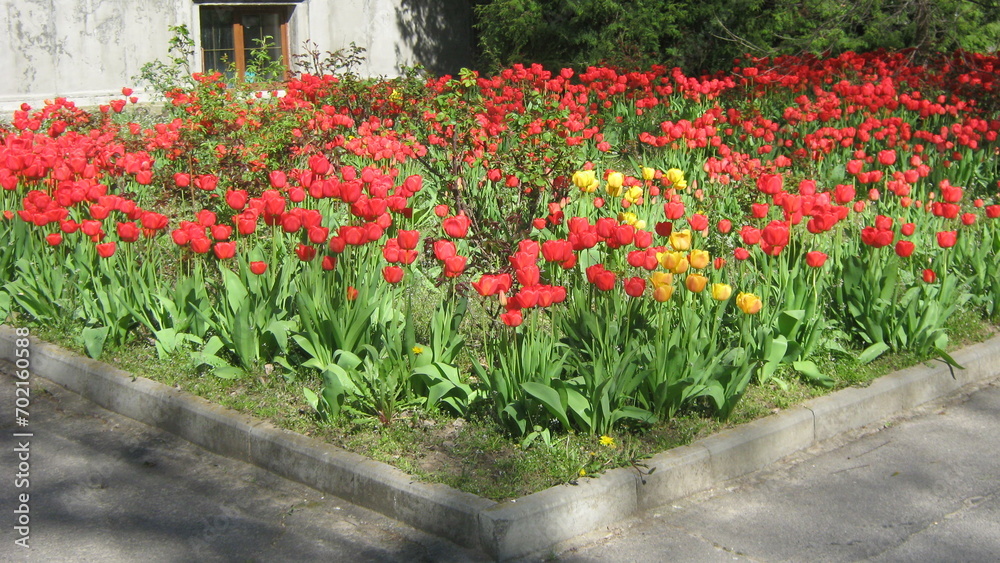 Tulips in the garden, SPRING, tulips in the palace's garden Tulips in the garden, SPRING, tulips in the palace's garden