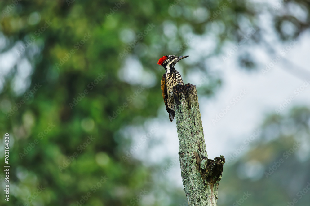 Black Rumped Flameback woodpecker with beautiful background in the perched with insect feed