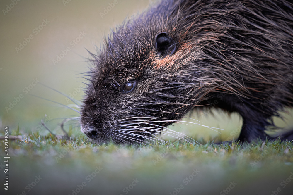 Ein Nutria