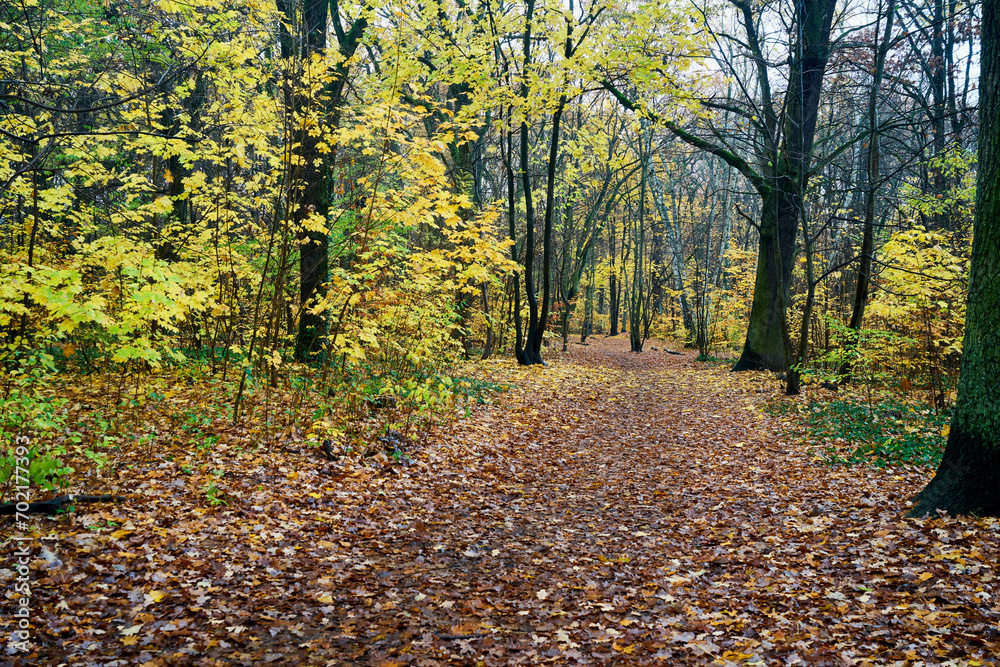 Regentag im herbstlichen Laubwald - rainy day in the autumn forest