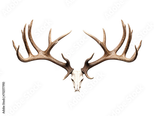 deer antlers isolated