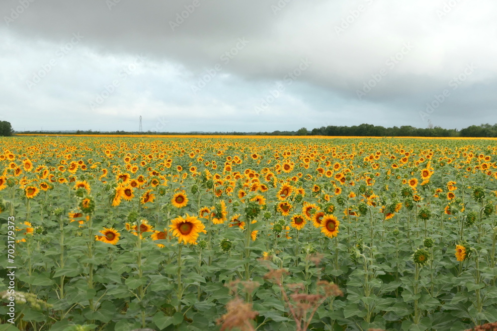 Fototapeta premium sonnenblumen